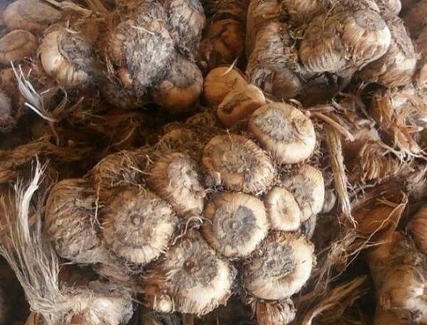 عکس از پیاز زعفران