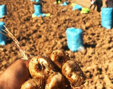عکس از پیاز زعفران