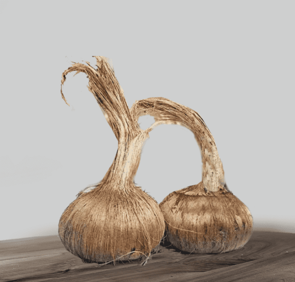 عکس از پیاز زعفران