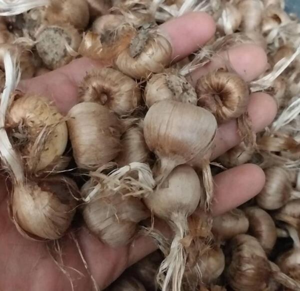 عکس از پیاز زعفران