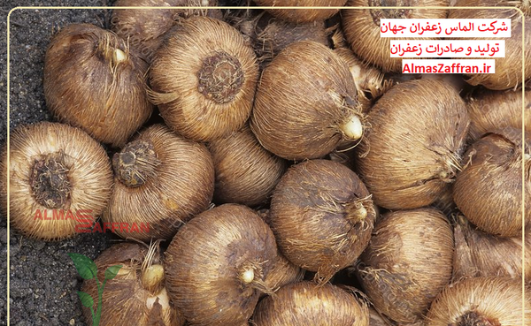 عکس از پیاز زعفران