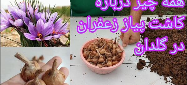 عکس از پیاز زعفران