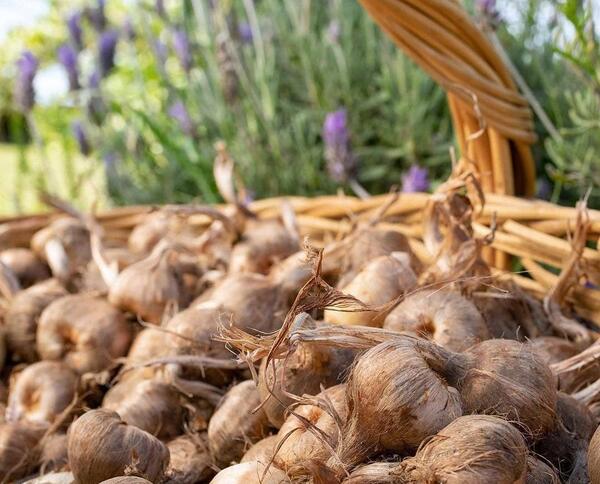 عکس از پیاز زعفران