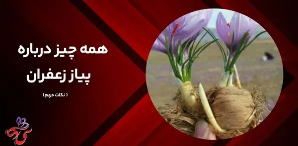 عکس از پیاز زعفران