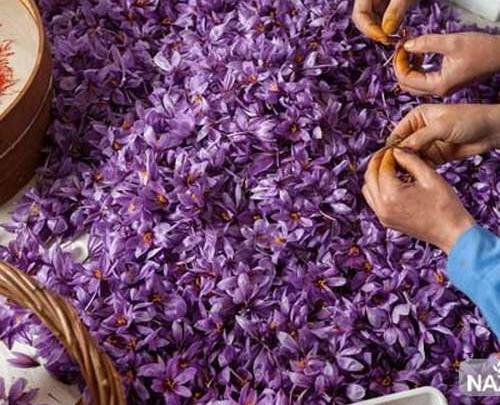 عکس از پیاز زعفران