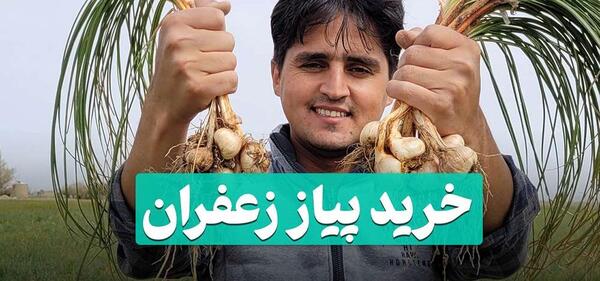 عکس از پیاز زعفران