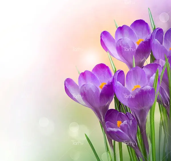 عکس پروفایل زعفران