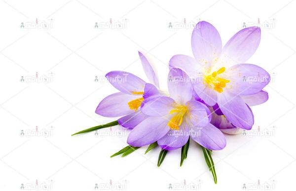 دانلود عکس با کیفیت زعفران