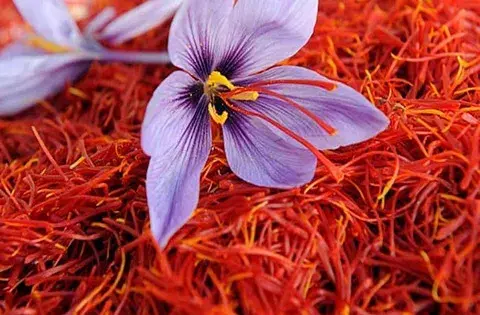 عکس از زعفران قائنات