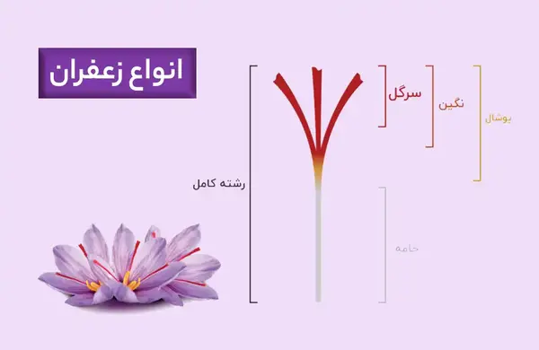 عکس از زعفران قائنات