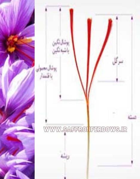 عکس از زعفران قائنات