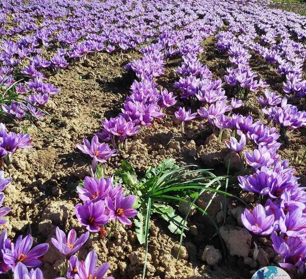 عکس انواع گل زعفران