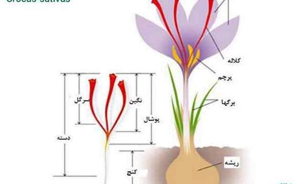 عکس انواع گل زعفران