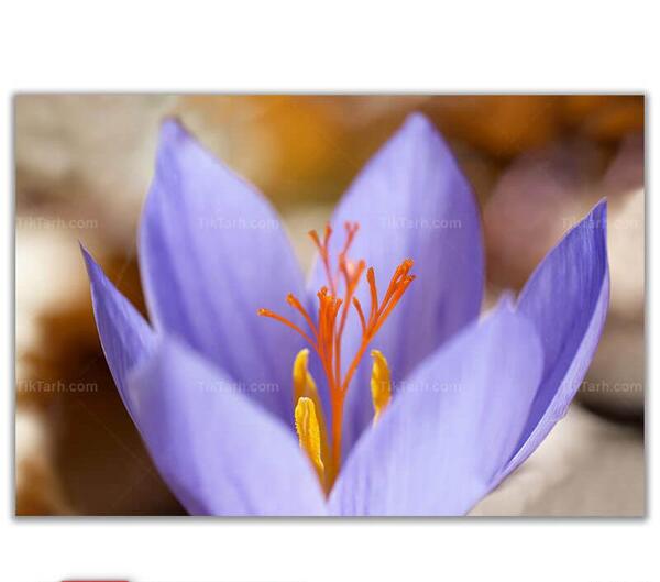 عکس انواع گل زعفران