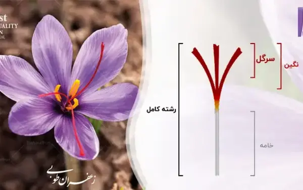 عکس انواع گل زعفران