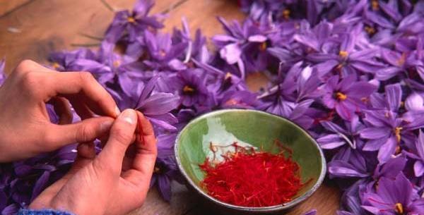 عکس انواع گل زعفران