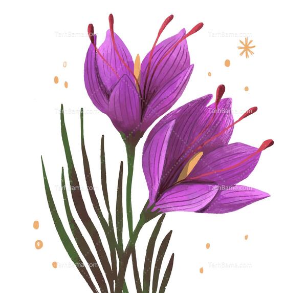 عکس گل زعفران ایرانی