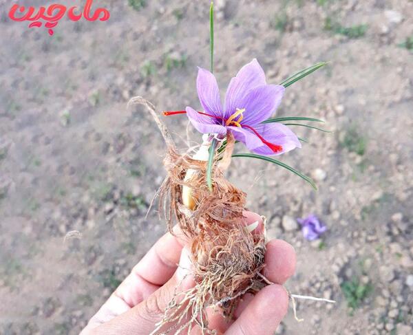 عکس گل زعفران ایرانی