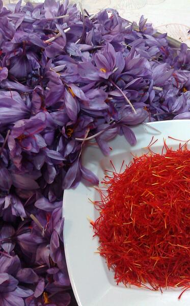عکس گل زعفران ایرانی