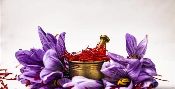 عکس گل زعفران ایرانی