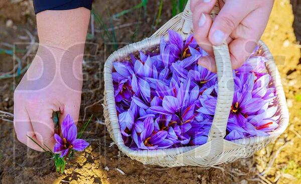 عکس گل زعفران ایرانی