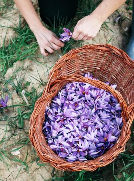 عکس گل زعفران ایرانی