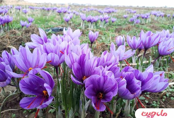 عکس گل زعفران ایرانی