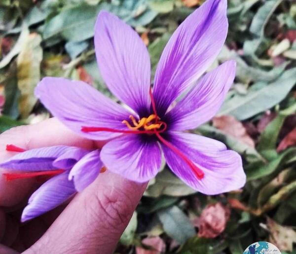 عکس گل زعفران ایرانی