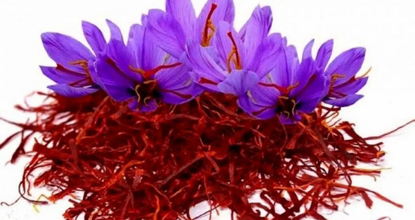 عکس زعفران پوشالی
