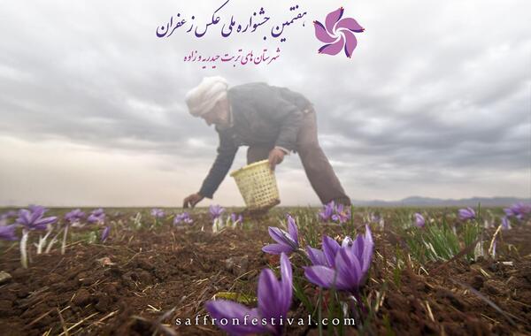 عکس گل زعفران اصل