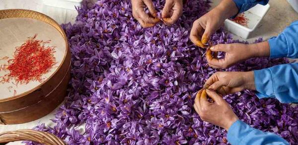 عکس گل زعفران اصل
