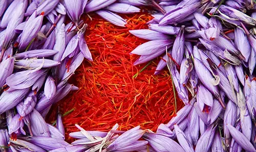 عکس گل زعفران اصل