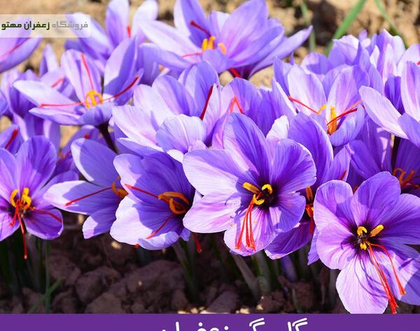 عکس گل زعفران اصل