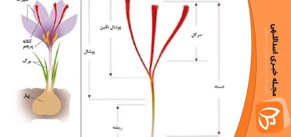 عکس از زعفران پوشال