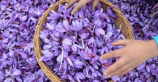 عکس گلبرگ زعفران