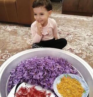 عکس گلبرگ زعفران