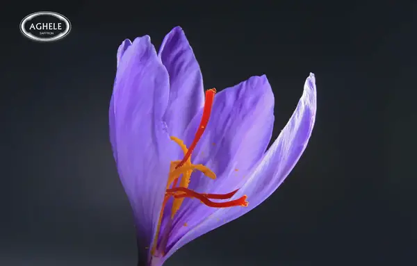عکس گلبرگ زعفران