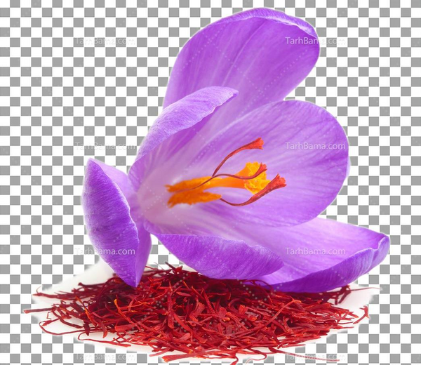عکس عكس زعفران