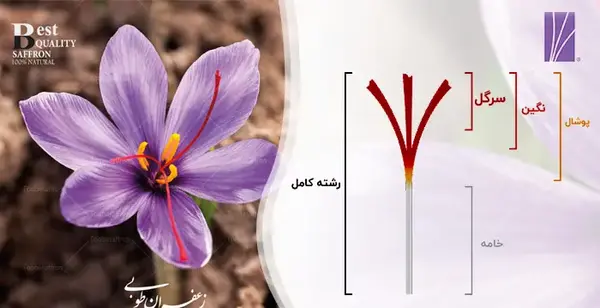 عکس عكس زعفران