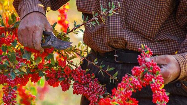 عکس از مزرعه زرشک