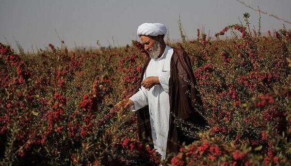 عکس از مزرعه زرشک