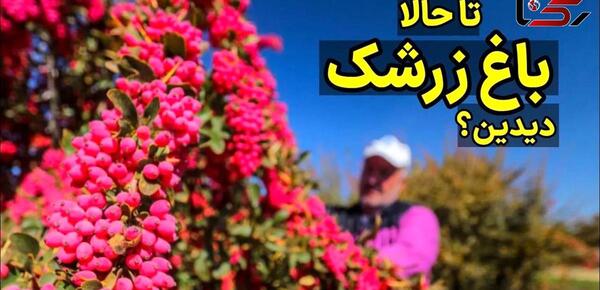 عکس از مزرعه زرشک