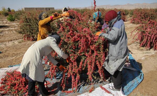 عکس از مزرعه زرشک