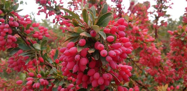 عکس از مزرعه زرشک