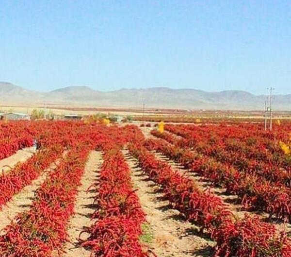 عکس از مزرعه زرشک