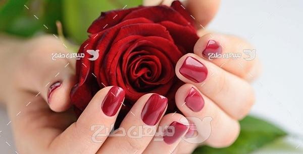 عکس گل زرشکی