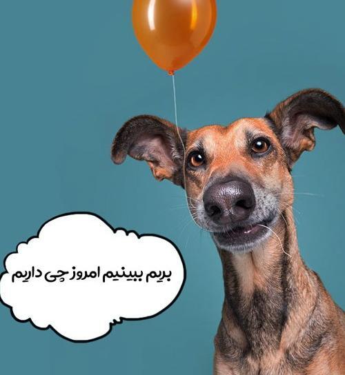 عکس زیباترین توله سگ دنیا