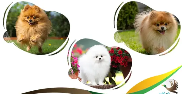 عکس زیباترین توله سگ دنیا
