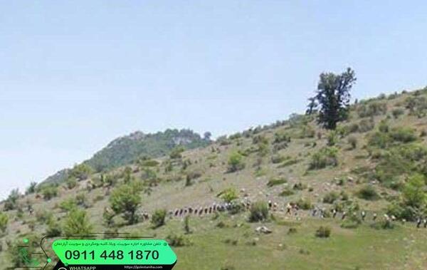 عکس زرشک کوهی لرستان