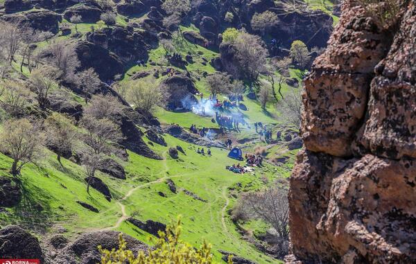 عکس زرشک کوهی لرستان